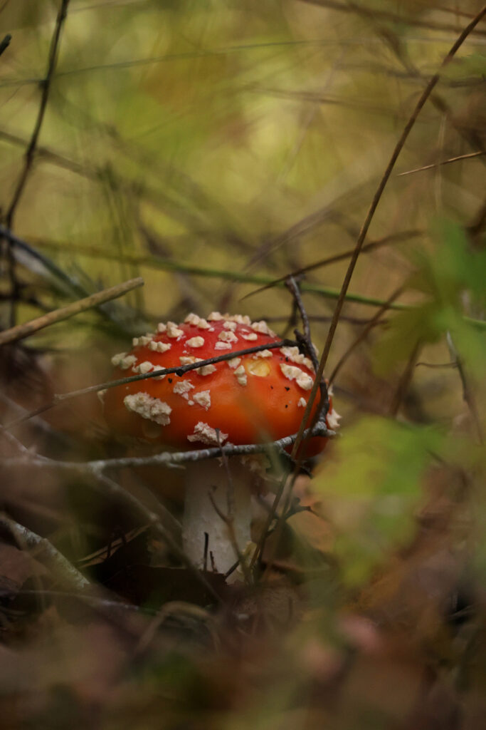 Fliegenpilz nahe Dinkelsbühl