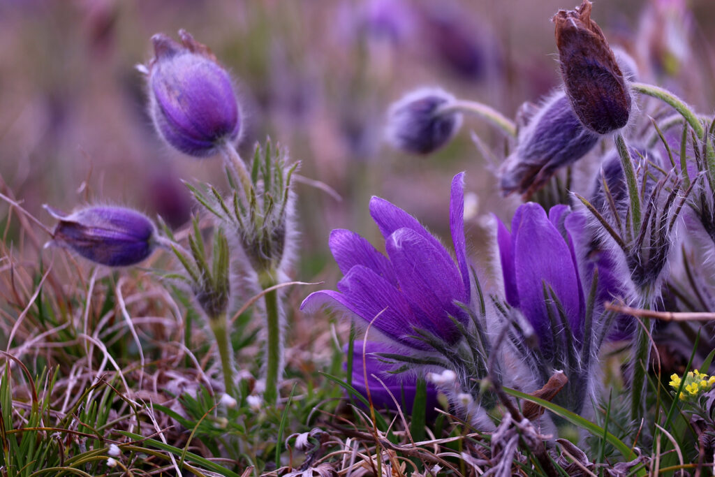 Küchenschelle in der Natur nahe Ellwangen