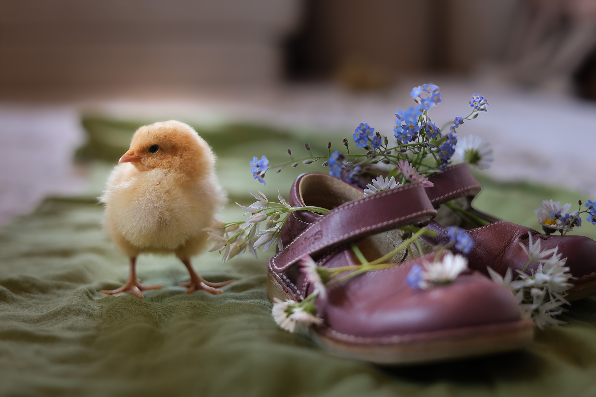 Foto von einem Tier - Küken neben einem Kinderschuh nahe Crailsheim