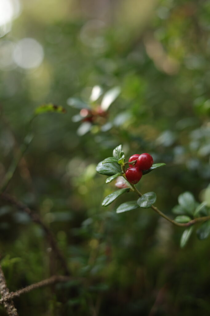 Preiselbeeren nahe Feuchtwangen